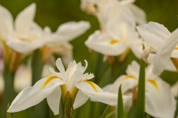 Fototapeta na wymiar Japanische Sumpf-Schwertlilie (Iris ensata Diamant)