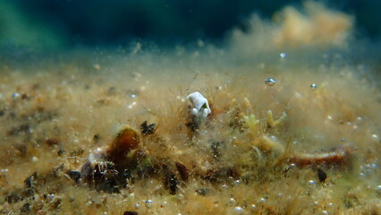 Sea slug Timid elysia (Elysia timida) close-up undersea, Aegean Sea, Greece, Halkidiki