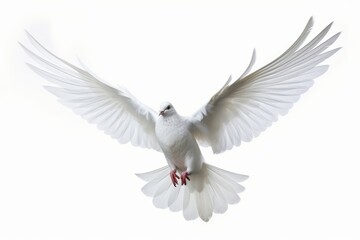 Obraz premium white dove in flightcon white background, Generative AI