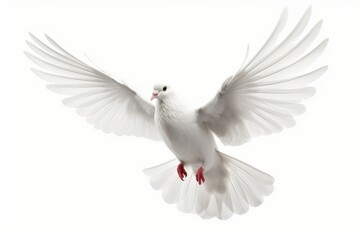 Obraz premium white dove isolated on white background, Generative AI