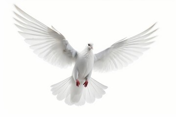 white dove isolated on white background, Generative AI