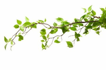 Obraz premium green tree branch on white background, Generative AI