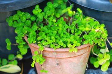 Creeping Charlie (Pilea nummulariifolia) or Creeping Pilea, Swedish Ivy. Is an indoor ornamental plant. Usually this plant is grown in a hanging pot. This image is suitable for natural wallpapers.