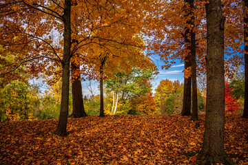 Colorful trees in Autumn 