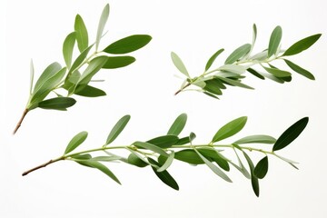 olive branch green white background, Generative AI