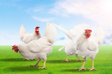 farming and agriculture concept, chickens on grass