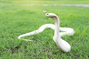 Fototapeta premium Side of White body snake that is spreading the hood. Lucy leucistic Monocled Cobra (Naja kaouthia) on the green grass.