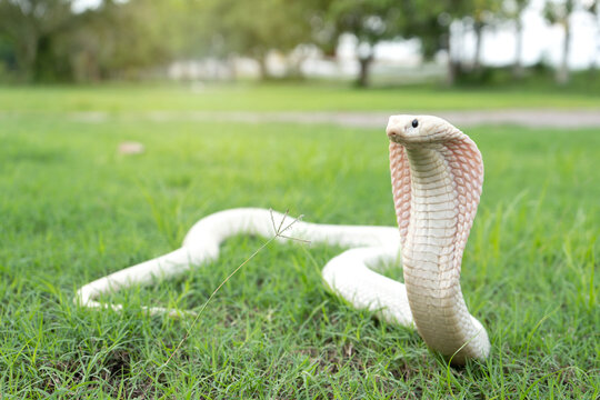 White body snake that is spreading the hood. Lucy leucistic Monocled Cobra (Naja kaouthia) on the green grass.