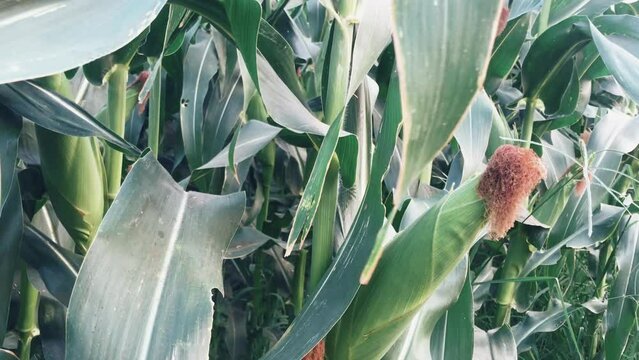 footage of corn plants or with the simple Latin name zea mays