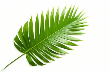 leaf palm isolated on white background, Generative AI