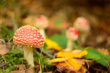 fly agaric mushroom
