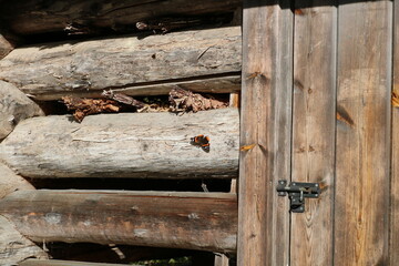 Red admiral butterfly on the wall of a barn