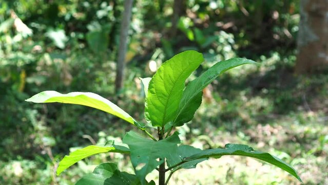 Ficus hispida leaves in the forest