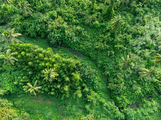 Topview green forest on the world. Ecosystem ecology healthy environment. Natural background.