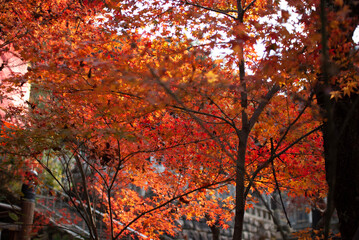 autumn in the park