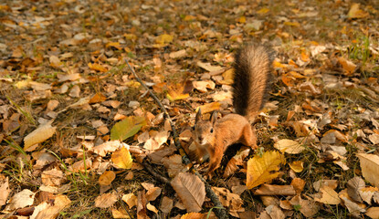 cute curious red squirrel in autumn park, abstract natural background. portrait of Eurasian red squirrel (Sciurus vulgaris) in natural habitat. save wildlife, care of wild animals, ecology concept
