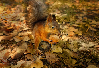Naklejka na ściany i meble cute squirrel with walnut close up in autumn forest, blurred natural background. portrait of Eurasian red squirrel (Sciurus vulgaris) in natural habitat. save wildlife, care of wild animals, ecology