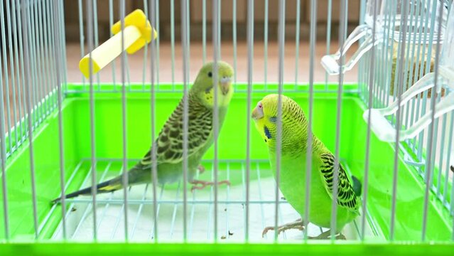 two budgerigars playing in a cage video with sound