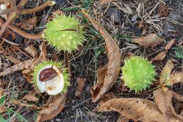 Spiky chestnut in green skin close up. Fruit tricuspid spiny capsule inside which nutshaped seeds. Horse chestnut or aesculus is genus of sapindaceae family. Auburn fruit of deciduous tree in october.
