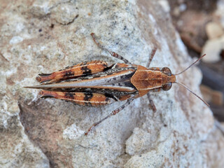 Short horned grasshopper. Genus Calliptamus.