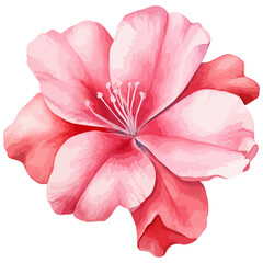 flower isolated on white background