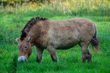 Wild horse eating grass