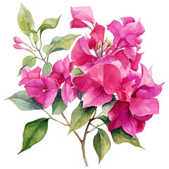 flower isolated on white background