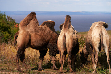A group of two-humped camels grazing in a pasture on the bank of a water body.