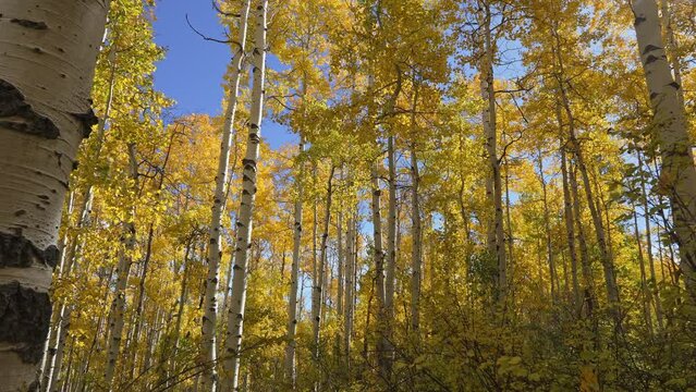 Slowly moving through yellow aspen trees during the Fall in Utah.