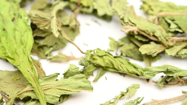 angle view herb TianYeJu or Stevia Rebaudiana or Stevia rotating at horizontal composition