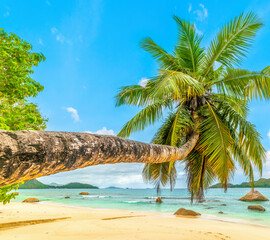 Leaning palm tree in Anse Boudin beach