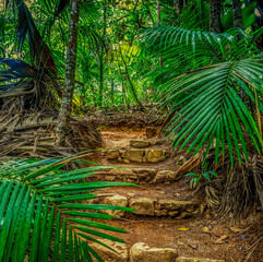 Stone steps in the jungle surrounded by huge ferns