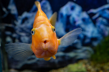Orange parrot fish in the aquarium. Red Parrot Cichlid. Aquarium fish © Anat art