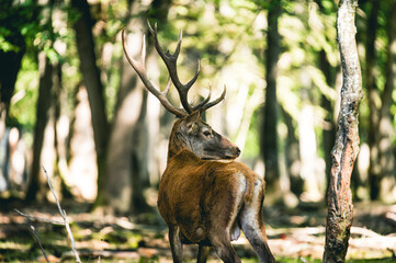 Fototapeta premium Cerf qui brame en forêt à l'automne