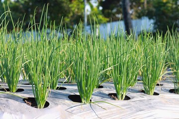 Plant spring onions that are growing in season. In the fertile areas of indonesian