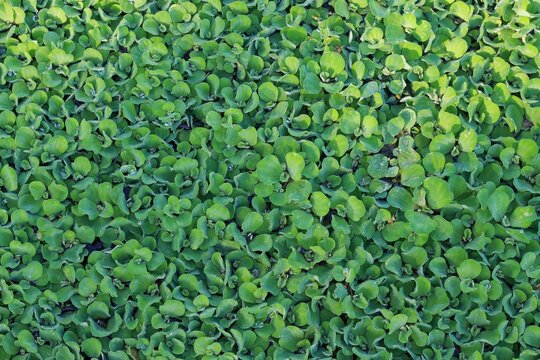 Kiambang : mas kumambang : pistia stratiotes floating on the water. Kiambang is a plant that lives in water, usually found in calm waters or ponds. Kiambang is usually used to decorate fish ponds.