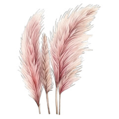 Pampas grass in tan and rose pink gold colors, isolated with transparent background