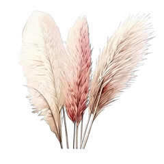 Pampas grass in tan and rose pink gold colors, isolated with transparent background