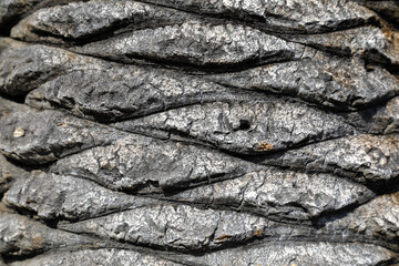Palm tree trunk bark texture