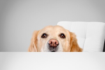 Cute smart young dog at dining table