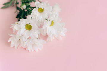 Fototapeta na wymiar Beautiful white chrysanthemum flowers on a pink background.