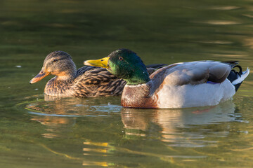 Mallard in the light of an autumn morning