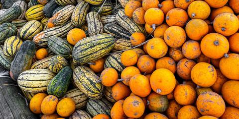fresh pumpkin outdoor harvest different types and varieties of pumpkin food snack copy space food background rustic 