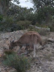 Känguru mit Baby im Beutel frisst von einem Strauch