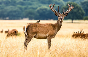 Deer in Richmond Park