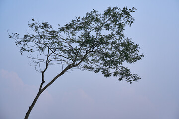 Petai trees whose branches grow fresh