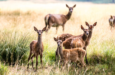 Deer in Richmond Park