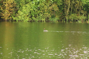 ducks on the lake