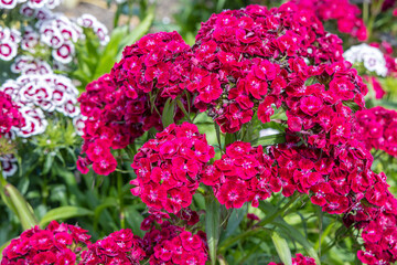 Red flowers of Dianthus barbatus, the sweet William, a species of flowering plant in the family...