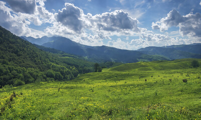 Fototapeta na wymiar Nature's Canvas: A Panoramic Journey Through the Alps